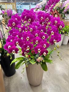 <i>Phalaenopsis</i> Foison Lucky Star