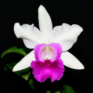 <i>Cattleya</i> Egerides