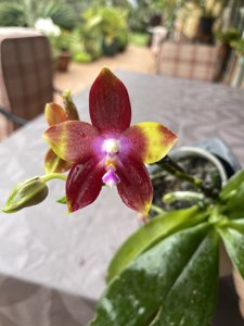 Phalaenopsis Tying Shin Fly Eagle