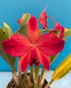 <i>Cattleya</i> A Miracle Everyday