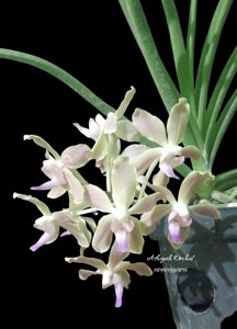 <i>Paravanda</i> Mem. Lai Siew Kuai