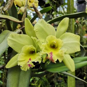 Rhyncholaeliocattleya Memoria Jimmy Nix