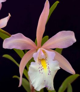 Brassocattleya Jaguar
