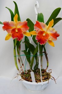 Rhyncholaeliocattleya Amazing Thailand