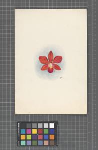 Cattleya George Hardy