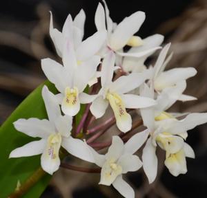 Guarianthe laelioides