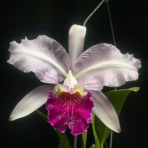 Cattleya Carmen