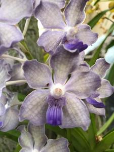 Vandachostylis Ocean Storm