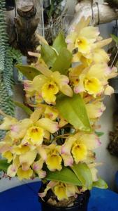 Dendrobium Oriental Smile