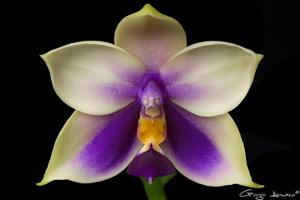 Phalaenopsis Samera