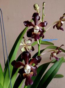 Vanda Somthawil