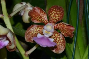 Vanda boumaniae