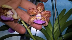 Vanda boumaniae