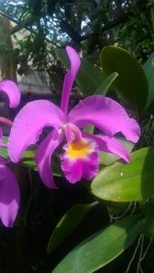 Cattleya Mantinii