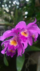 Cattleya Mantinii