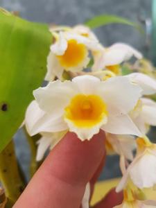Dendrobium Farmeri-Thyrsiflorum