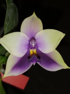 Phalaenopsis Samera