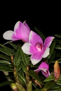 Dendrobium Mtn's Butterfly Kisses