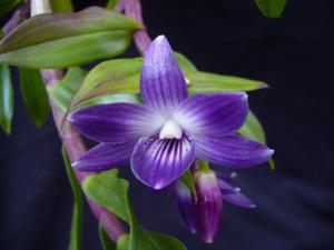 Dendrobium Kuniko