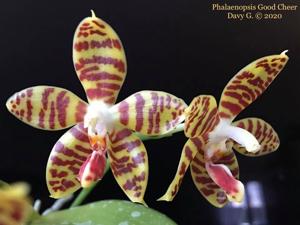 Phalaenopsis Good Cheer