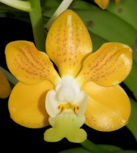 Vanda hebraica