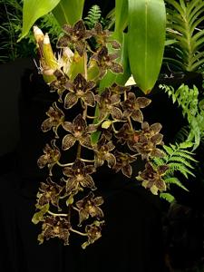 Grammatophyllum Jumbo Grand