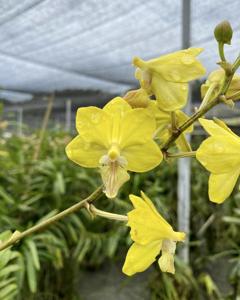 Tapropapilanda Candlelight