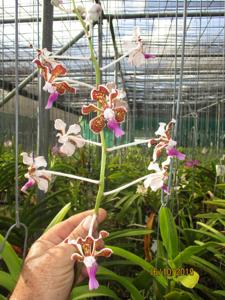 Vanda Small Boy Leong