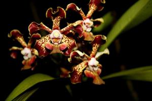 Vanda Trimerrill