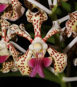 Vanda Suavicolor