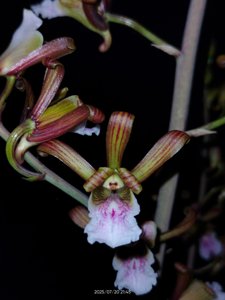 Eulophia petersii