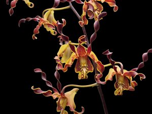 Dendrobium cochliodes