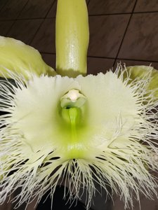 Rhyncholaelia digbyana