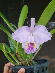 Cattleya lueddemanniana