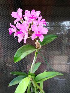 Cattleya amethystoglossa