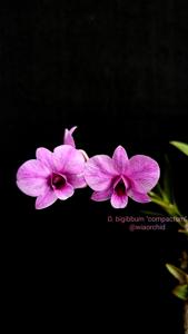 Dendrobium bigibbum var. compactum