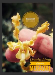Dendrobium discolor