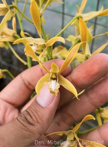 Dendrobium mirbelianum
