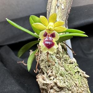 Gastrochilus retrocallus