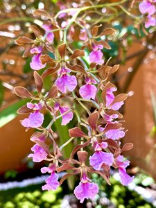 Encyclia hanburyi