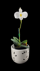 Paphiopedilum delenatii