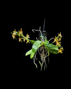 Phalaenopsis cornu-cervi