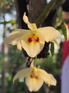 Dendrobium friedericksianum