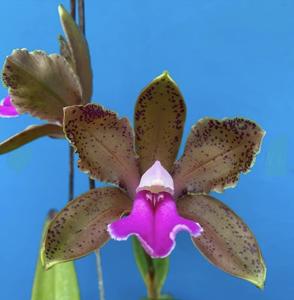 Cattleya bicolor var. measuresiana