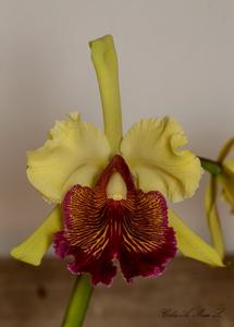 Cattleya dowiana