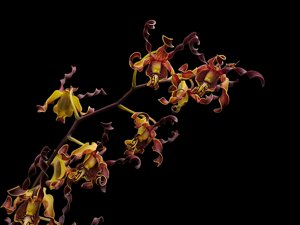 Dendrobium cochliodes