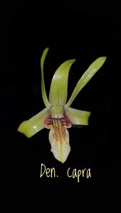 Dendrobium capra