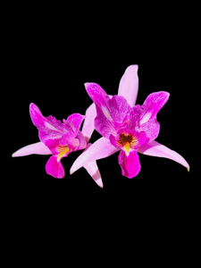 Laelia anceps var. roeblingeana