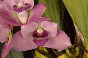 Bifrenaria tyrianthina