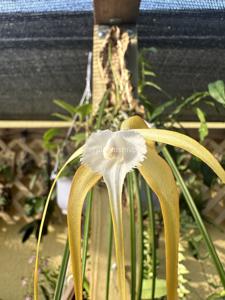 Brassavola appendiculata